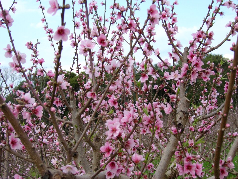 Flowers nature landscape