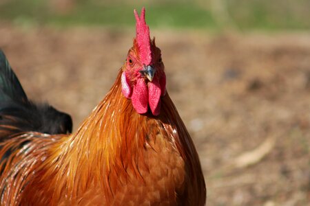 Poultry feather rooster