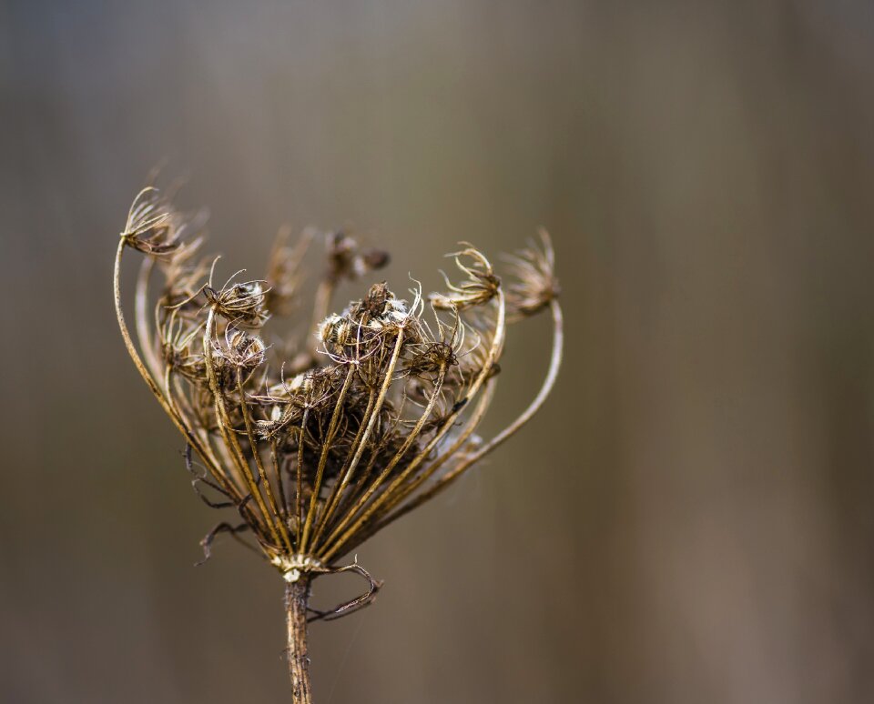 Natural floral botany