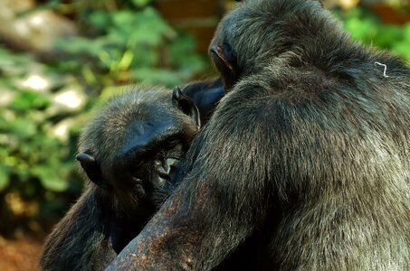 Animal ape mammal