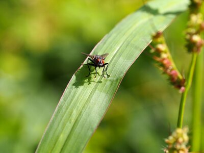 Nature bio garden photo