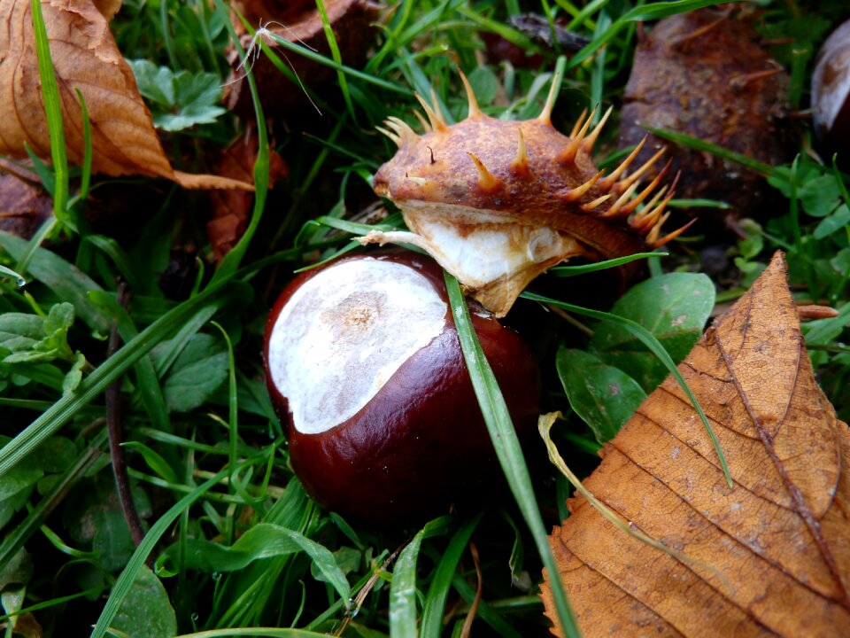 Autumn decoration nutrition spur