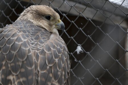 Bird of prey birds beak photo