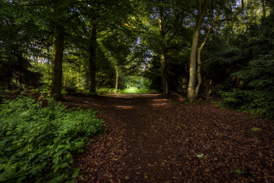 Nature scenery forest landscape