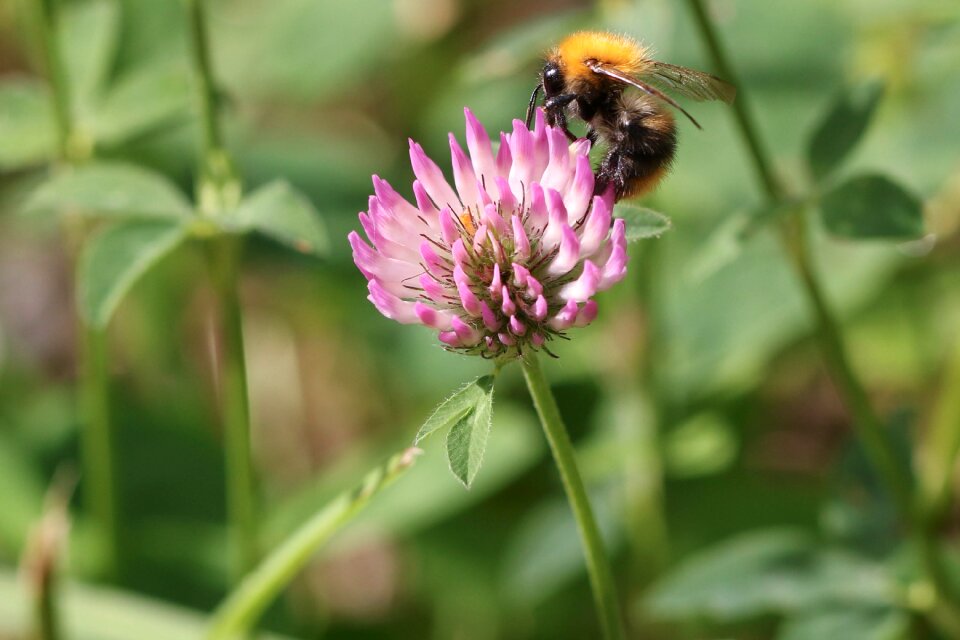 Nature macro summer