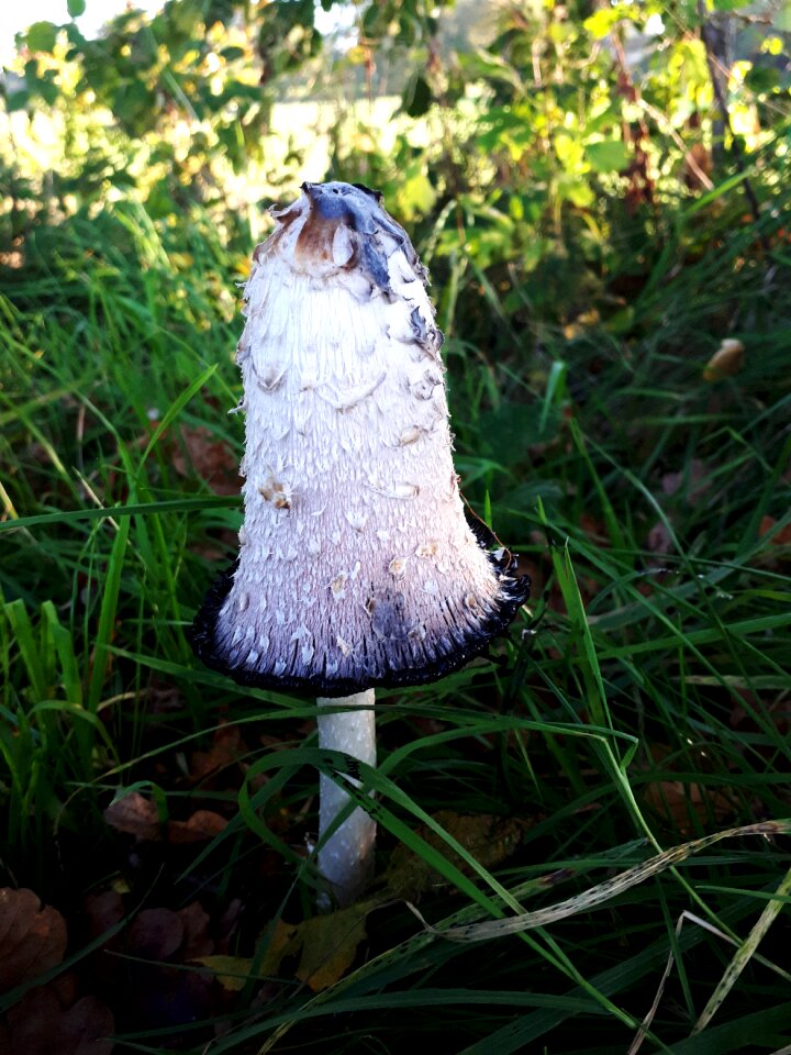 Mushroom asparagus mushroom autumn