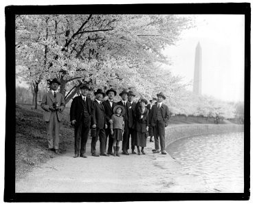 Jap. Cherry trees LOC npcc.05936
