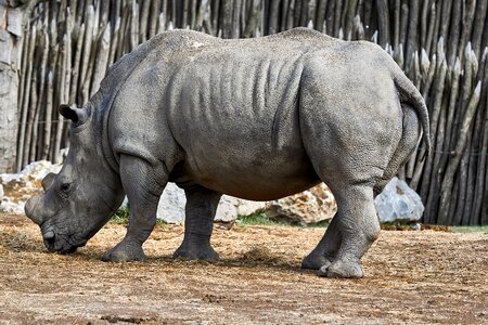Animal kingdom nature herbivorous