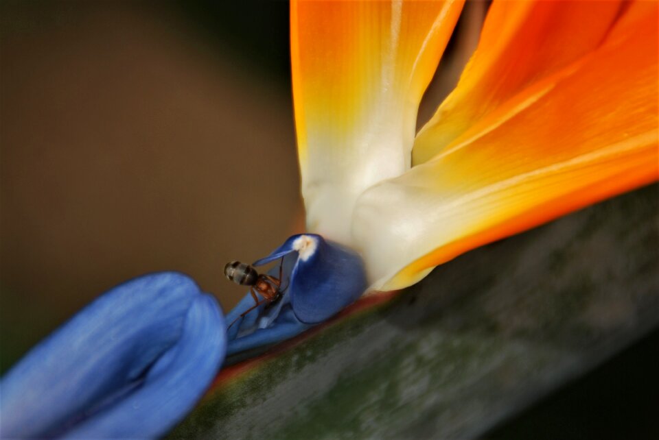 Orange blue macro