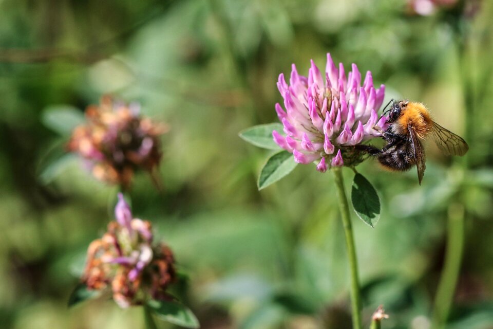 Nature macro summer