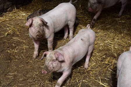 Domestic animal livestock