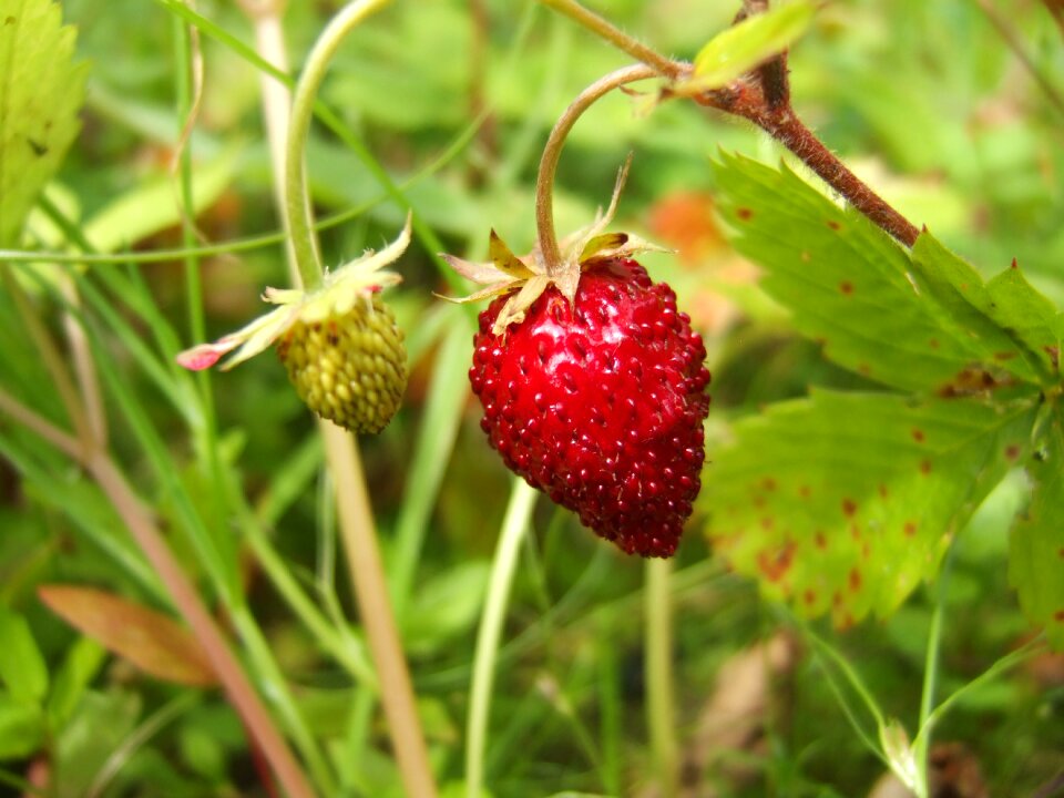 Nature macro plant