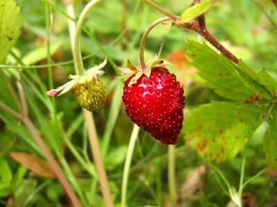 Nature macro plant
