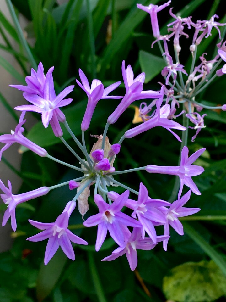 Petals lilac flowers
