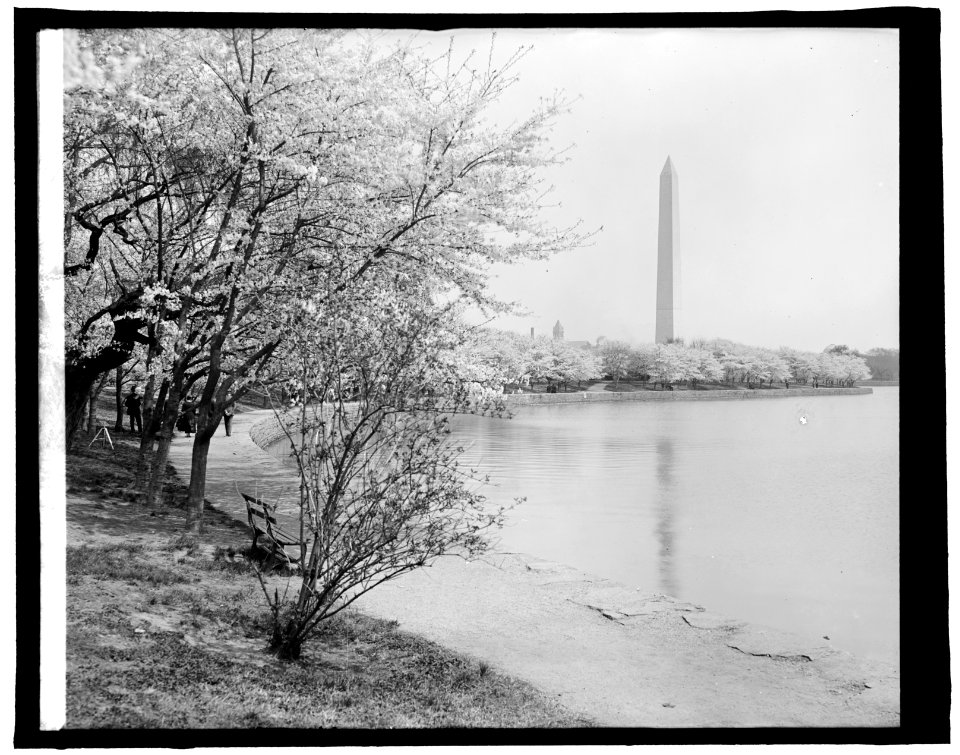 Japanese cherry trees, (Washington, D.C.) LCCN2016824303