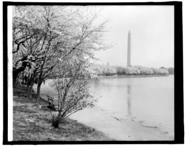 Japanese cherry trees, (Washington, D.C.) LCCN2016824303