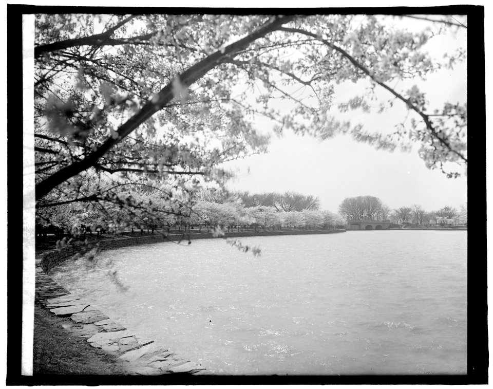 Japanese cherry trees, (Washington, D.C.) LCCN2016824305