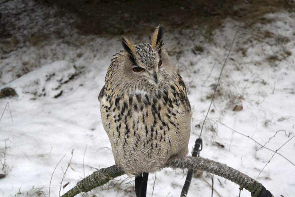 Snow outdoors animals