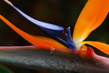 Blue macro orange color photo