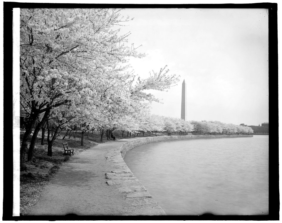 Japanese cherry trees, (Washington, D.C.) LCCN2016824302
