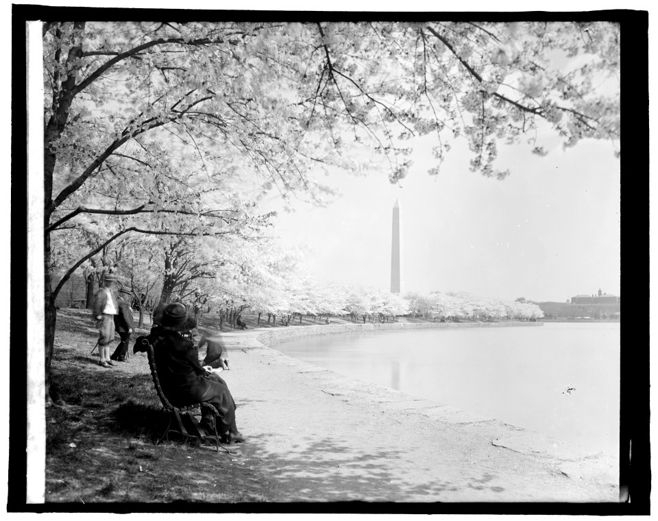Japanese cherry trees, (Washington, D.C.) LCCN2016824304