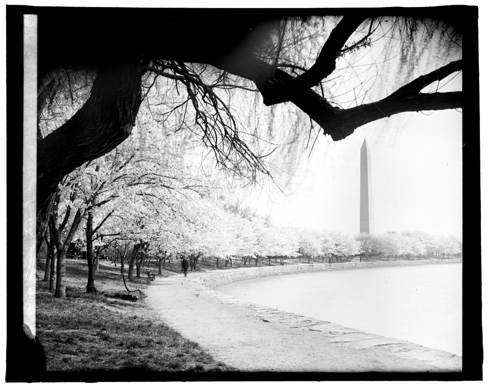 Japanese cherry trees, (Washington, D.C.) LCCN2016824306