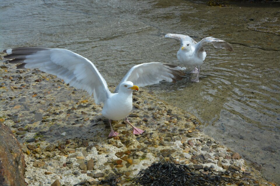 Birds of the seas normandy wings