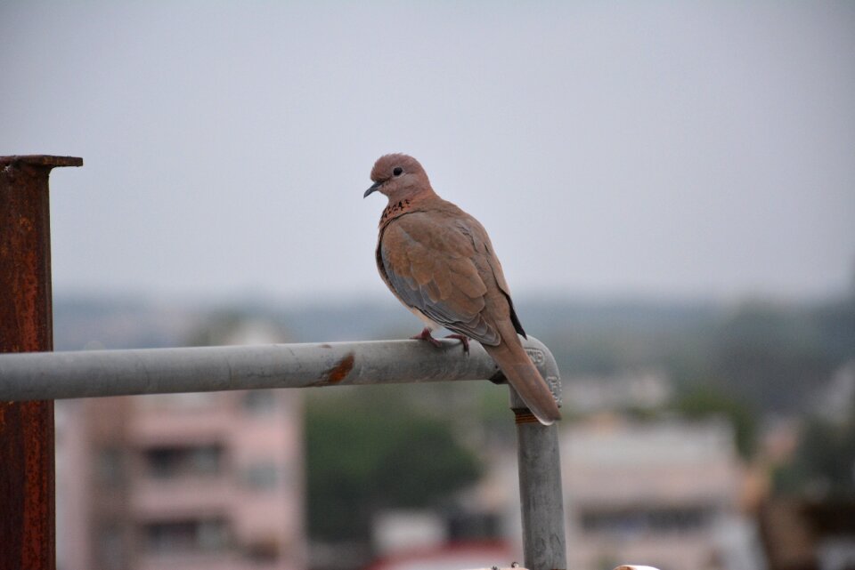 Bird setting wildlife