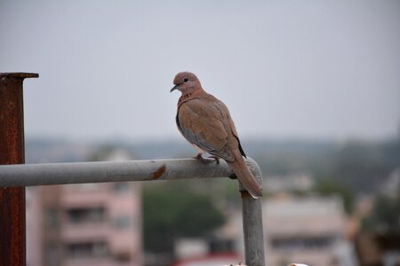 Bird setting wildlife