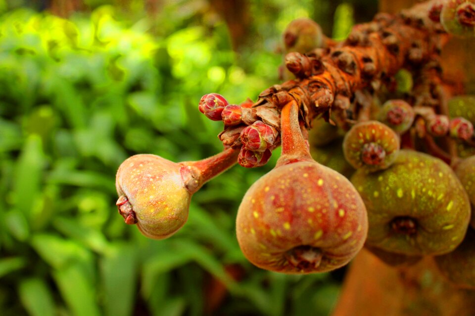 Nature leaf healthy