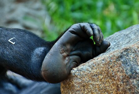 Animal world animal primate
