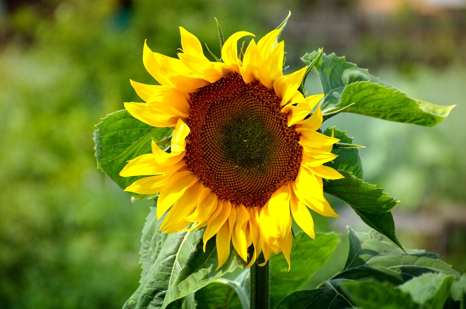 Greens closeup sunflower