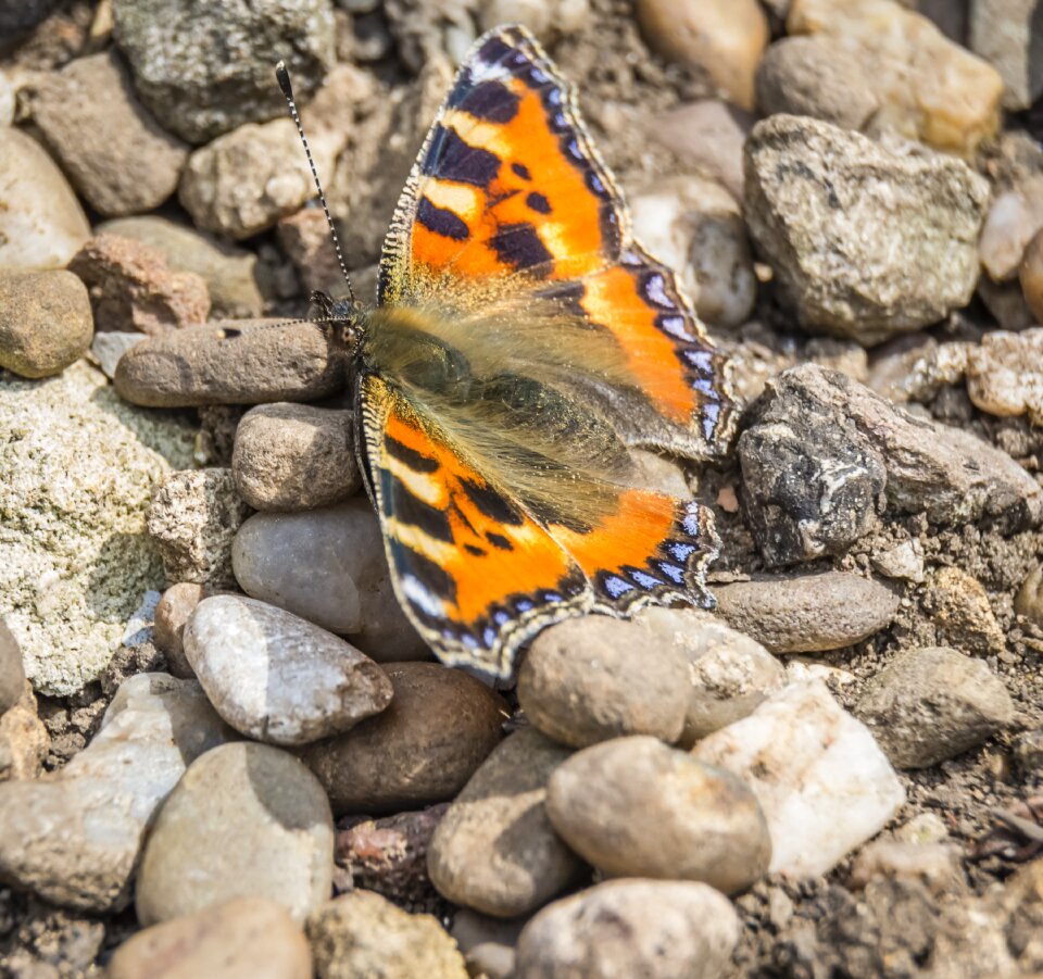 Insect colourful wildlife