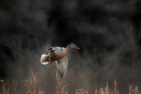 Bird wild birds waterfowl