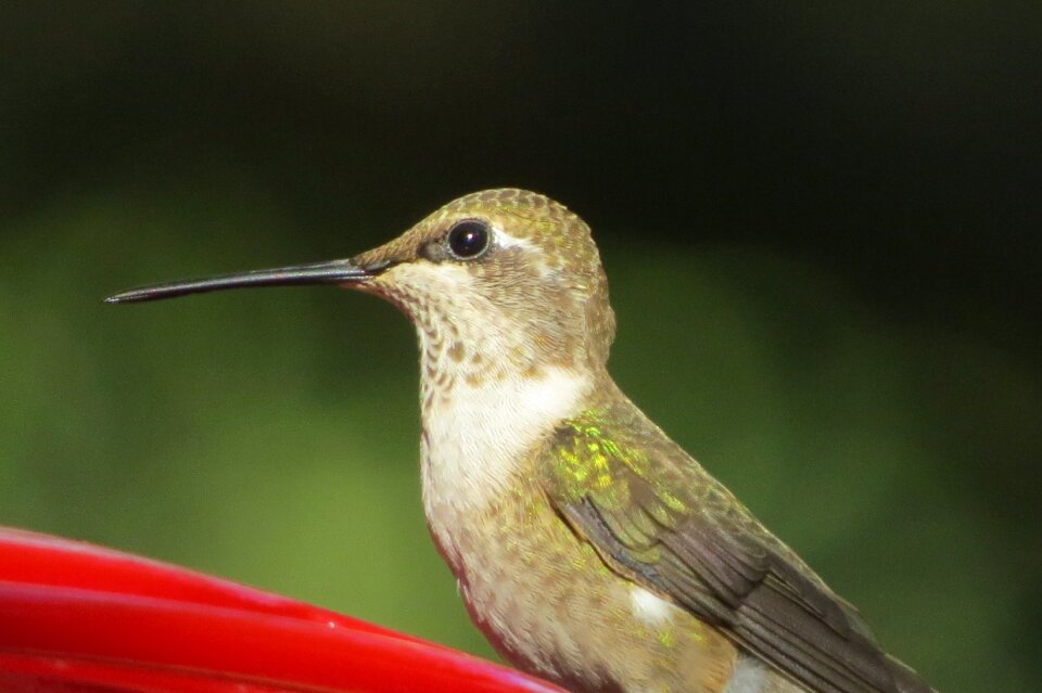 Hummingbird close up wildlife