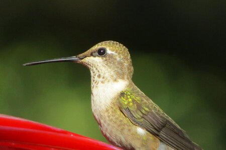 Hummingbird close up wildlife