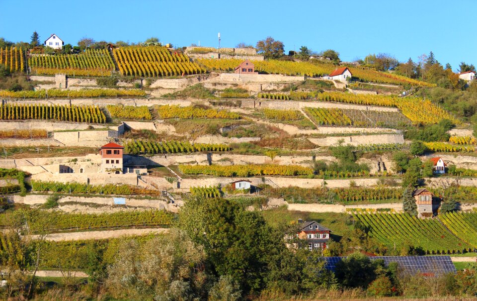 Landscape terraces vineyard vines