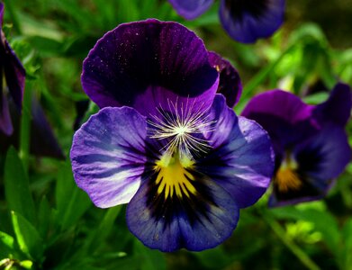 Spring violet bloom photo