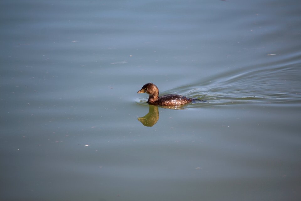 Duck bird pool