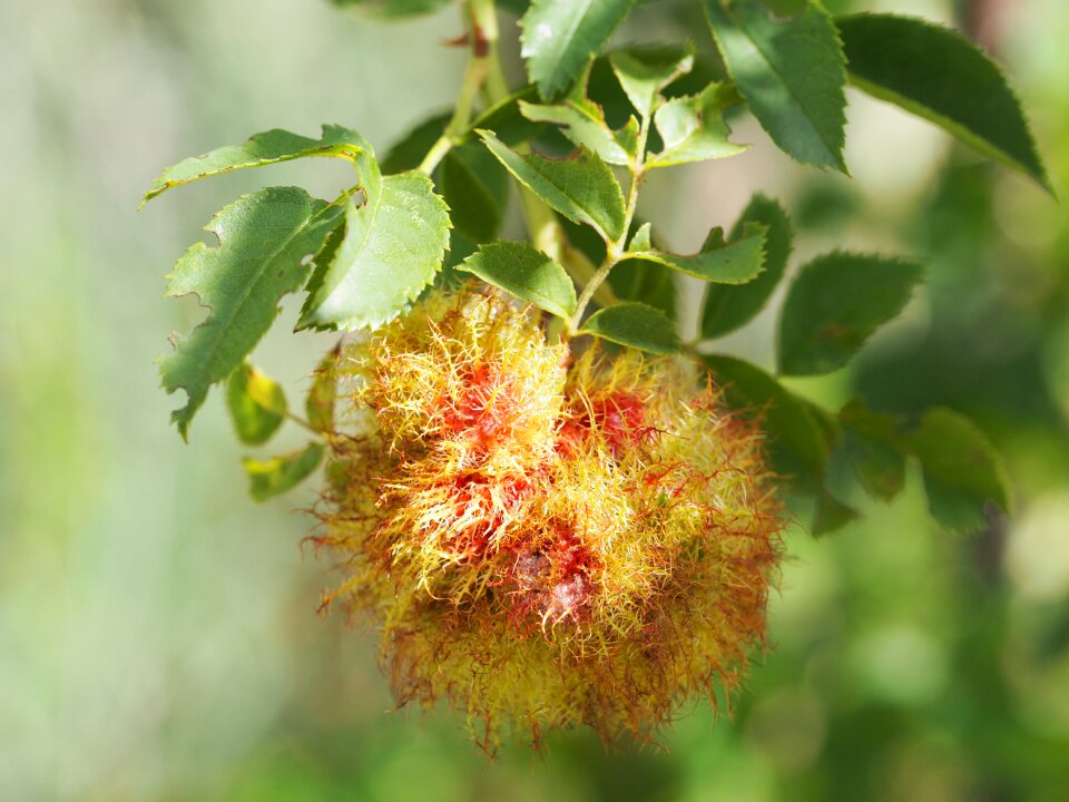 Hiften rose apples hetschhiven