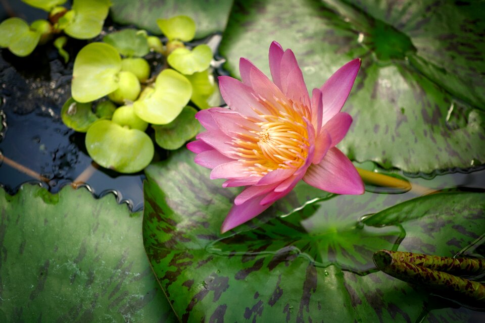 Flowers floral blossom