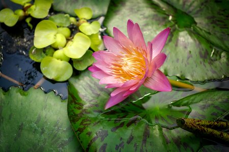 Flowers floral blossom