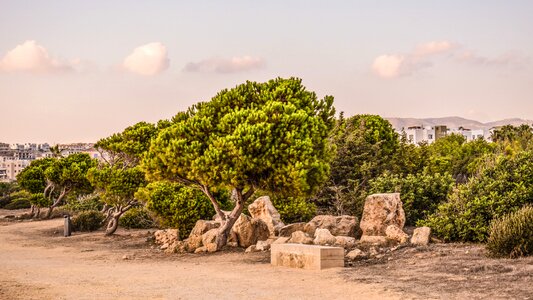 Archaeological site landscape trees