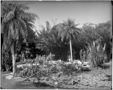 Jardim Botânico - 4