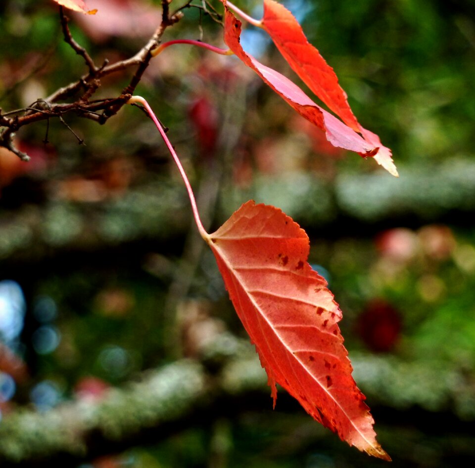 Fall foliage leaf nature