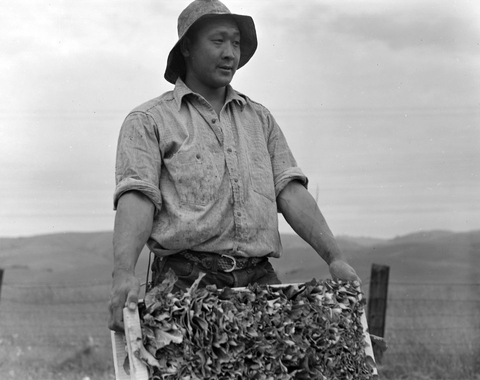 Japanese American in Centerville, California. Harvesting cauliflower on a ranch near Centerville on April 9, 1942, while . . . - NARA - 536026 (cropped)