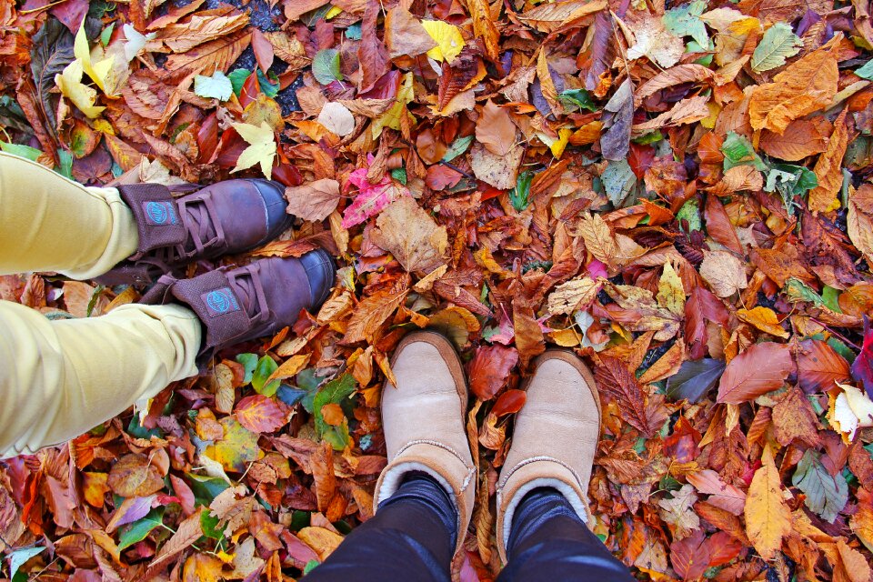 Leaf season nature