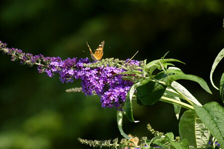 Insect summer summer lilac photo