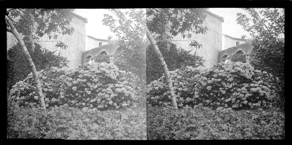 Jardí d'hortènsies a Maçanet de Cabrenys