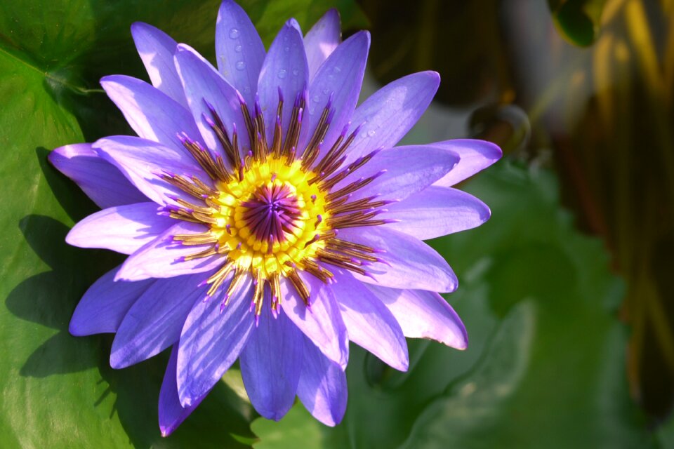 Flowers floral blossom